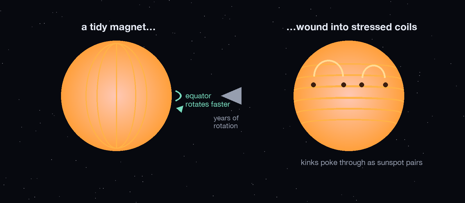 Two-panel diagram: a Sun with tidy pole-to-pole magnetic field lines, then the same Sun with the field wound into latitude-parallel coils, with loops and sunspot pairs poking through